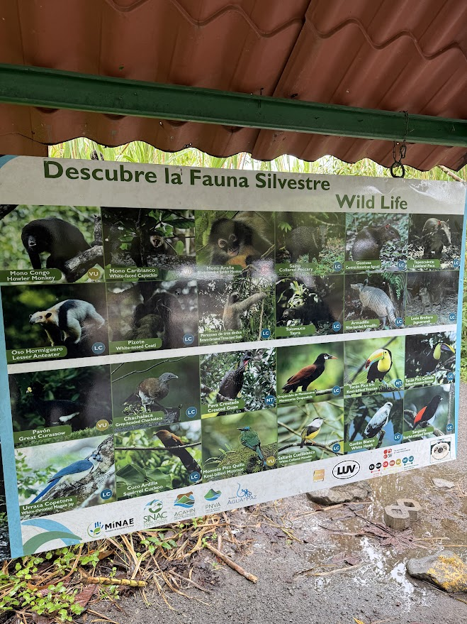 La faune pouvant être observée au volcan Arenal
