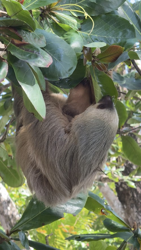 Paresseux au Parc national de Cahuita