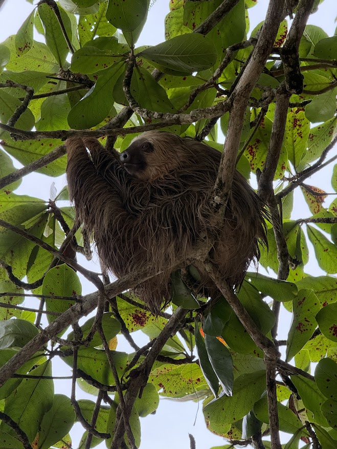 Paresseux mouillé au refuge Gandoca-Manzanillo