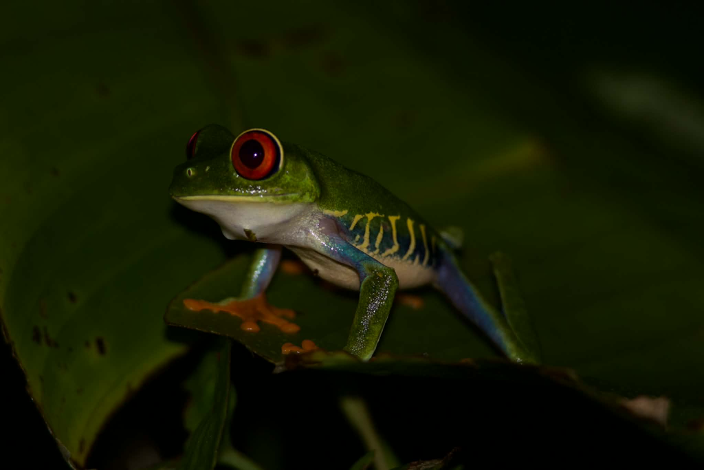 La rainette aux yeux rouges à Tortuguero